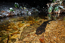 Japanese giant salamander (Andrias japonicus) in river at night with falling snow, Japan, December