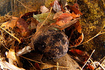 Japanese giant salamander (Andrias japonicus) in river hiding in leaves, Japan, January