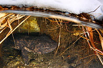 Japanese giant salamander (Andrias japonicus) in river, at entrance to nest, Japan, January