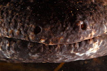 Close up of nose of a Japanese giant salamander (Andrias japonicus), Japan, January