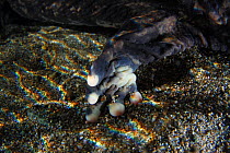 View of the rear leg of a Japanese giant salamander (Andrias japonicus), showing five toes, Japan, January