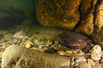 Japanese giant salamander (Andrias japonicus) at the entrance to its nest, Japan, August