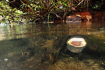 Japanese giant salamander (Andrias japonicus) at the entrance to its nest, yawning, Japan, October