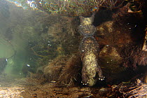 Japanese giant salamander (Andrias japonicus) at the entrance to its nest, raising its head to the surface, Japan, October