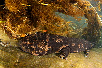 Japanese giant salamander (Andrias japonicus) in  river, Japan, January