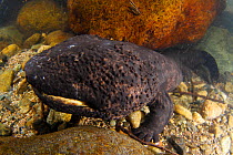 Japanese giant salamander (Andrias japonicus) in  river, Japan, January