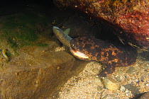 Japanese giant salamander (Andrias japonicus) with Masu salmon (Oncorhynchus) prey in its mouth, Japan, August