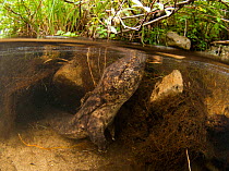 Japanese giant salamander (Andrias japonicus) at the entrance to its nest, raising its head to the surface, Japan, August