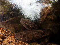 Two Japanese giant salamanders (Andrias japonicus) at the entrance to their nest, Japan, August