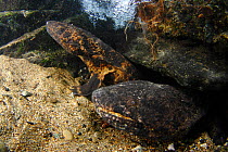 Pair of Japanese giant salamanders (Andrias japonicus) at the entrance to their nest, Japan, August