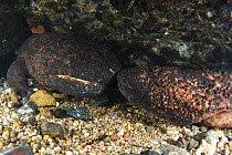 Male Japanese giant salamanders (Andrias japonicus) protecting the entrance of his nest from a second salamander, Japan, August
