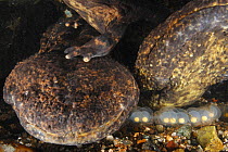 Pair of Japanese giant salamanders (Andrias japonicus) at the entrance to their nest, spawning, Japan, September