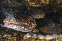 Pair of Japanese giant salamanders (Andrias japonicus) at the entrance to their nest, spawning, Japan, September