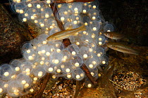 Japanese giant salamander (Andrias japonicus) eggs being eaten by fish, Japan, September