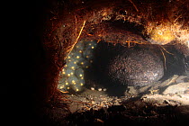 Male Japanese giant salamander (Andrias japonicus) protecting his eggs inside his nest, Japan, September