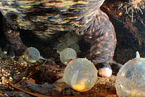 Male Japanese giant salamander (Andrias japonicus) protecting his eggs inside his nest, Japan, October