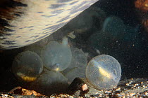 Japanese giant salamander (Andrias japonicus) eggs, with developing embryos, Japan, October