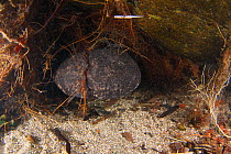 Japanese giant salamander (Andrias japonicus) at entrance to nest, with hatchlings, Japan, March
