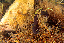 Japanese giant salamander (Andrias japonicus) hatchlings at entrance to nest, holding on to aquatic plants so as not to be swept away in the current, Japan, March