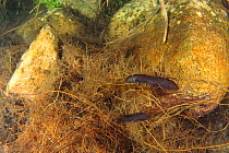 Japanese giant salamander (Andrias japonicus) hatchlings at entrance to nest, holding on to aquatic plants so as not to be swept away in the current, Japan, March