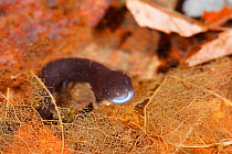 Japanese giant salamander (Andrias japonicus) hatchling leaving the nest, Japan, March