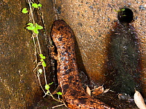 Japanese giant salamander (Andrias japonicus)  prevented from migrating by a dam, Japan, August 2008