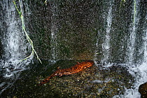 Japanese giant salamander (Andrias japonicus)  prevented from migrating by a dam, Japan, July 2008