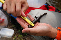Researcher collecting data from Japanese giant salamander (Andrias japonicus) larva, Japan, August 2009