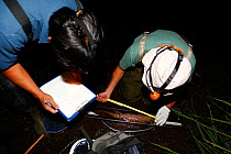 Researchers collecting data from Japanese giant salamander (Andrias japonicus), Japan, July 2008