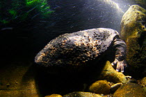 Male Japanese giant salamander (Andrias japonicus) in river, Japan, August