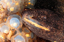 Japanese giant salamander (Andrias japonicus) eating the eggs of another salamander, Japan, August