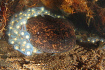 Japanese giant salamander (Andrias japonicus) eating the eggs of another salamander, Japan, August.  Finalist, Wildlife Photographer of the Year (WPOY) 2014 competition, Invertebrates category.