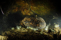 Male Japanese giant salamander (Andrias japonicus) protecting his eggs inside his nest, Japan, September