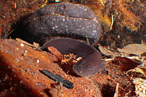 Japanese giant salamander (Andrias japonicus) hatchling leaving the nest, with adult in the background, Japan, March