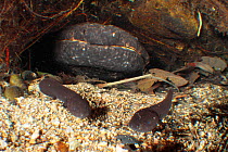 Japanese giant salamander (Andrias japonicus) hatchlings leaving the nest, with adult in the background, Japan, March