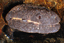 Close up of Japanese giant salamander (Andrias japonicus), Japan, March