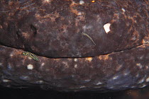 Close up of the mouth and nose of a Japanese giant salamander (Andrias japonicus) with two Leeches (Hirudinea) attached, Japan, March