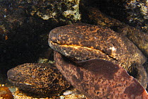 Group of Japanese giant salamanders (Andria japonicus) gathering outside a possible nest hole before spawning, Japan, August