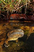 Male Japanese giant salamander (Andria japonicus) emerging from a nest hole in order to breathe, Japan, August