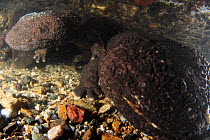 Pair of Japanese giant salamanders (Andria japonicus) at entrance of their nest hole, Japan, September