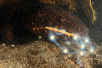 Male Japanese giant salamander (Andrias japonicus) eating the eggs of another salamander, Japan, September