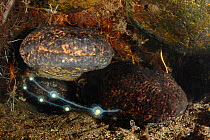 Two male Japanese giant salamanders (Andrias japonicus) fertilizing the eggs of a female, Japan, September