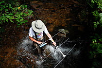 Researcher using an aerial to track Japanese giant salamanders (Andrias japonicus) fitted with radio trackers, Japan, August