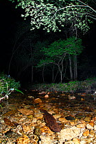 Japanese giant salamander hunting at night in a river, Japan, May