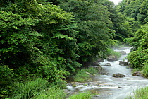 Upstream portion of the River Hino, swollen by heavy rain, Japan, September 2011