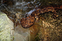 Japanese giant salamander (Andrias japonicus) resting during migration upstream to spawn, Japan, August
