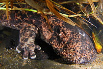 Two Japanese giant salamanders (Andrias japonicus) in river, Japan, August