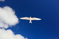 White tern (Gygis alba) in flight overhead, Christmas Island, Indian Ocean, July