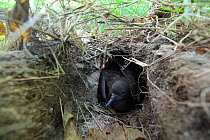 Wedgetailed shearwater (Puffinus pacificus) incubating egg on nest that is underground, Christmas Island, Indian Ocean, July