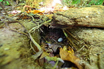 Wedgetailed shearwater (Puffinus pacificus) exposed egg in nest that is underground, Christmas Island, Indian Ocean, July